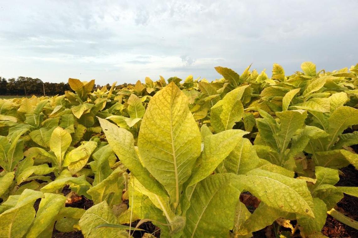 A tobacco field in Central Kentucky.