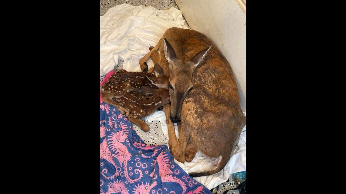 Deer lies with twin fawns after officers help with delivery.