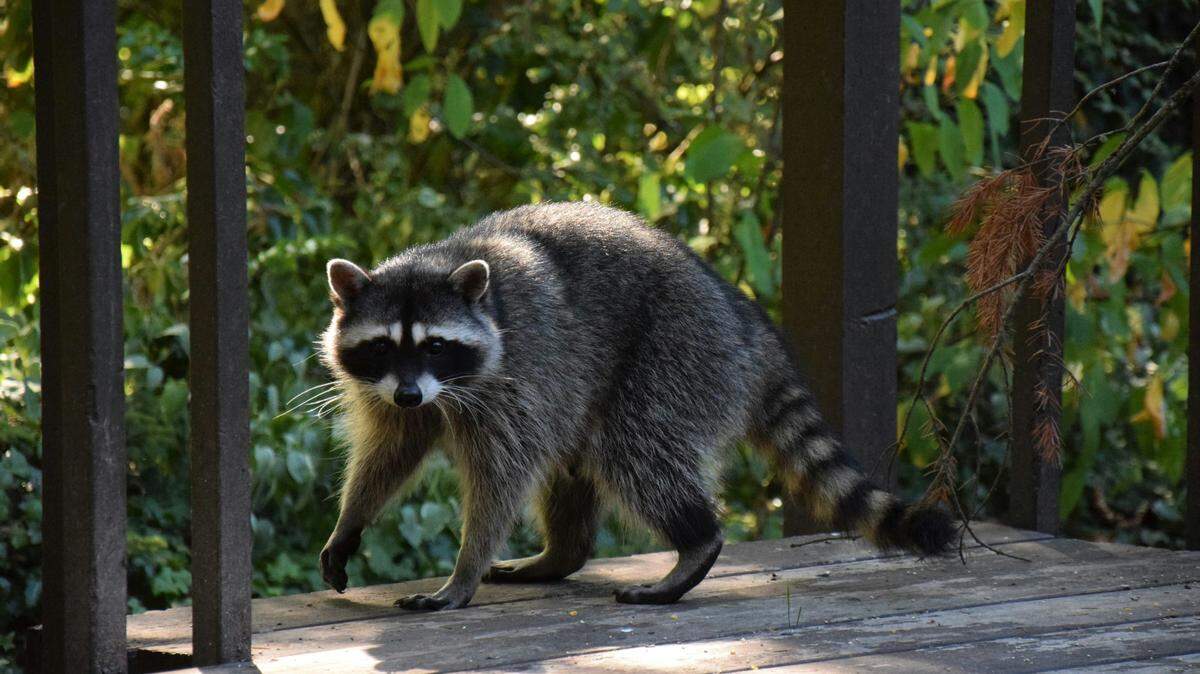 How to keep raccoons away from your SC home