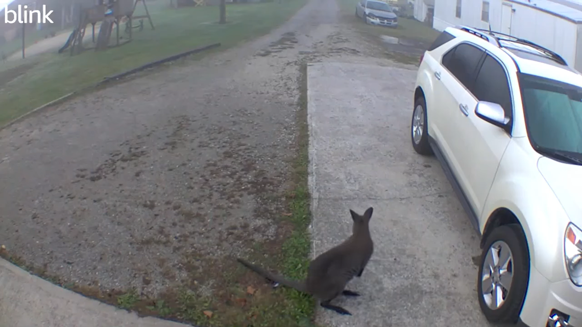 A home security camera captured an animal she thought was a kangaroo in a woman’s Kentucky yard.