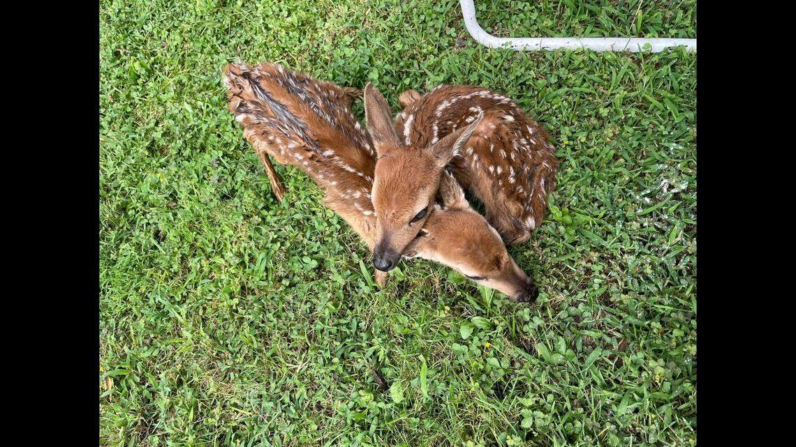 Animal Control officers help deliver twin fawns in Bowling Green, Kentucky.