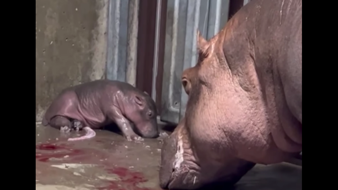 Bibi the hippo gave birth to a new calf at the Cincinnati Zoo on Wednesday, Aug. 3. The new calf is Fiona’s sibling.
