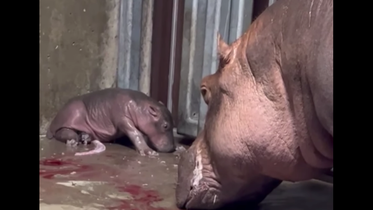 Bibi the hippo gave birth to a new calf at the Cincinnati Zoo on Wednesday, Aug. 3. The new calf is Fiona’s sibling.