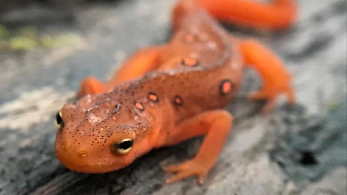 Eastern newt, a resident of the Pine Mountain Wildlands Corridor