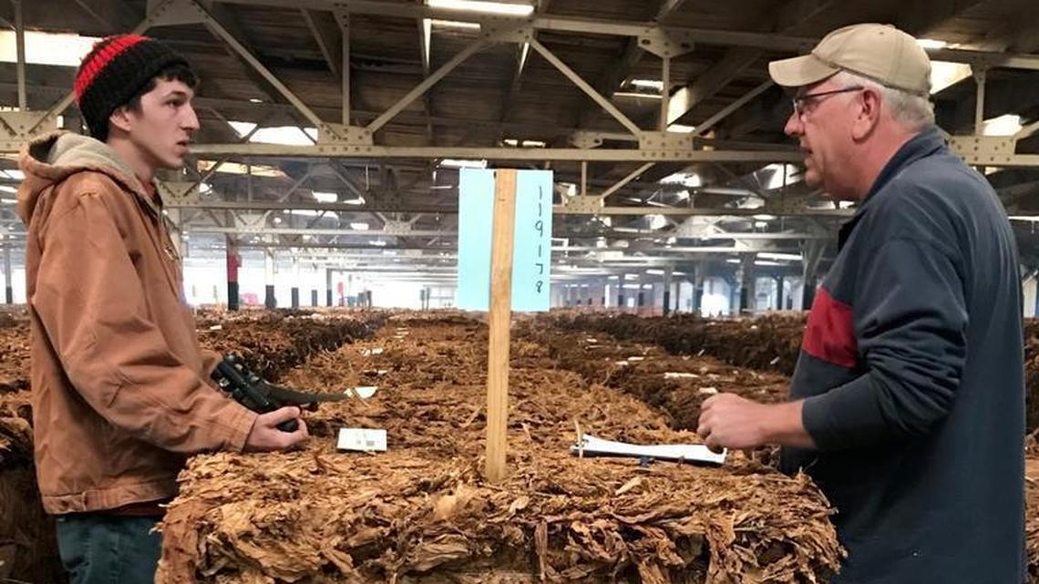 Lucian Robinson, a warehouse employee, assists USDA grader Sam Reynolds in November at the Danville warehouse operated by Jerry Rankin.