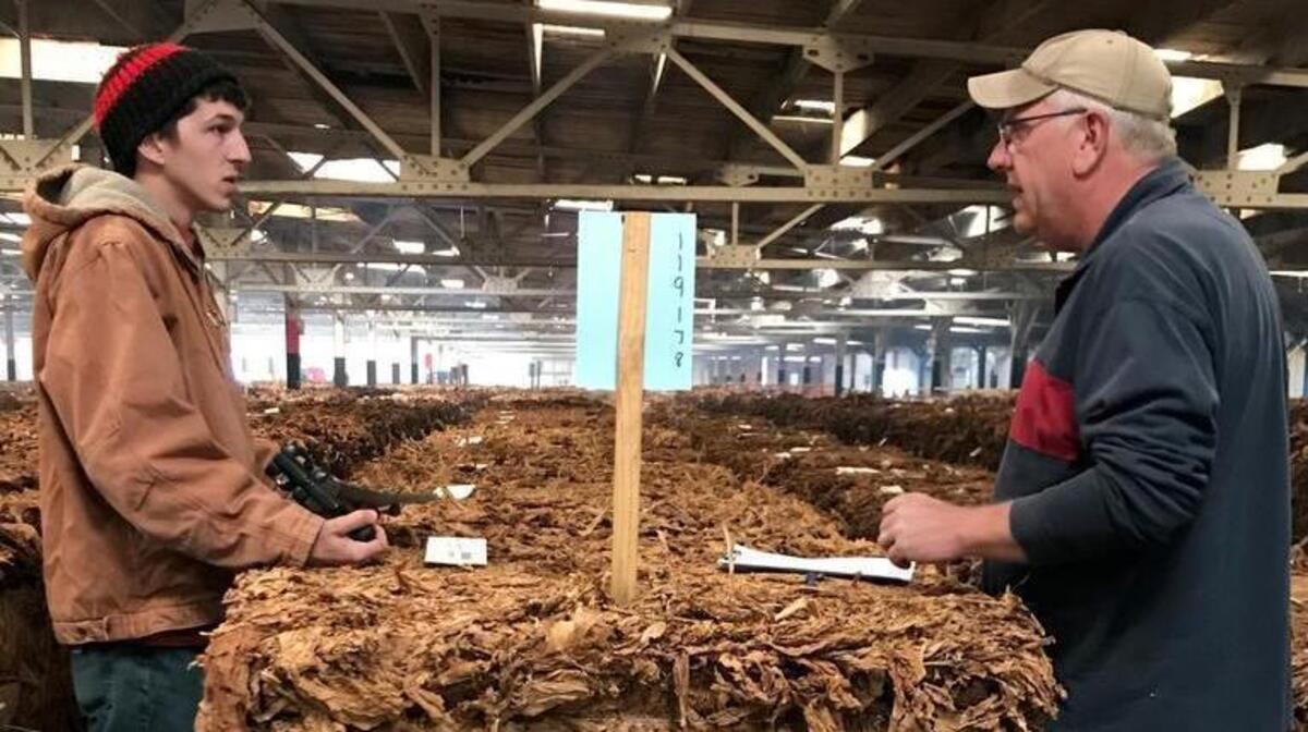 Lucian Robinson, a warehouse employee, assists USDA grader Sam Reynolds in November at the Danville warehouse operated by Jerry Rankin.