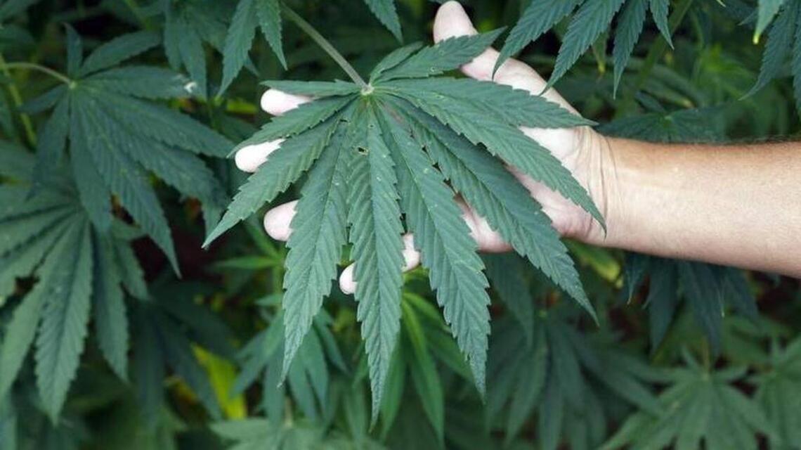 Kudos to McConnell for legalizing industrial hemp
