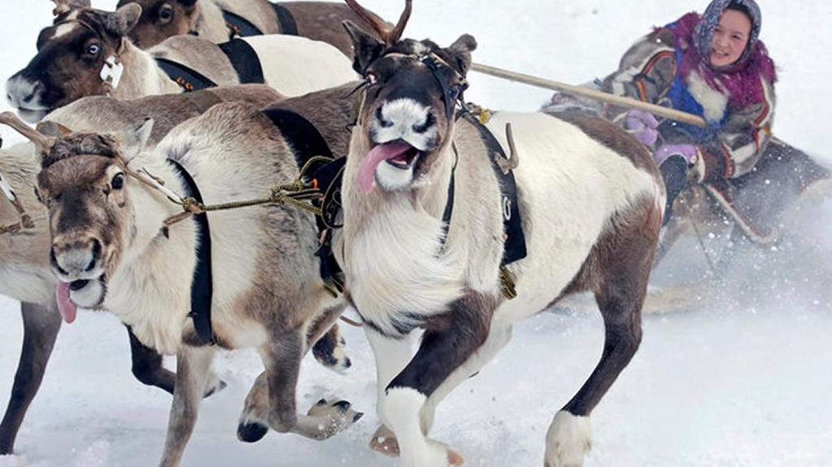 A Nenets woman steers a sled during a reindeer race last year in the city of Nadym in Russia’s Yamal-Nenets Region, which is above the Arctic circle and 1,553 miles northeast of Moscow. Climate change is endangering the reindeer herds on which the region’s indigenous people depend.