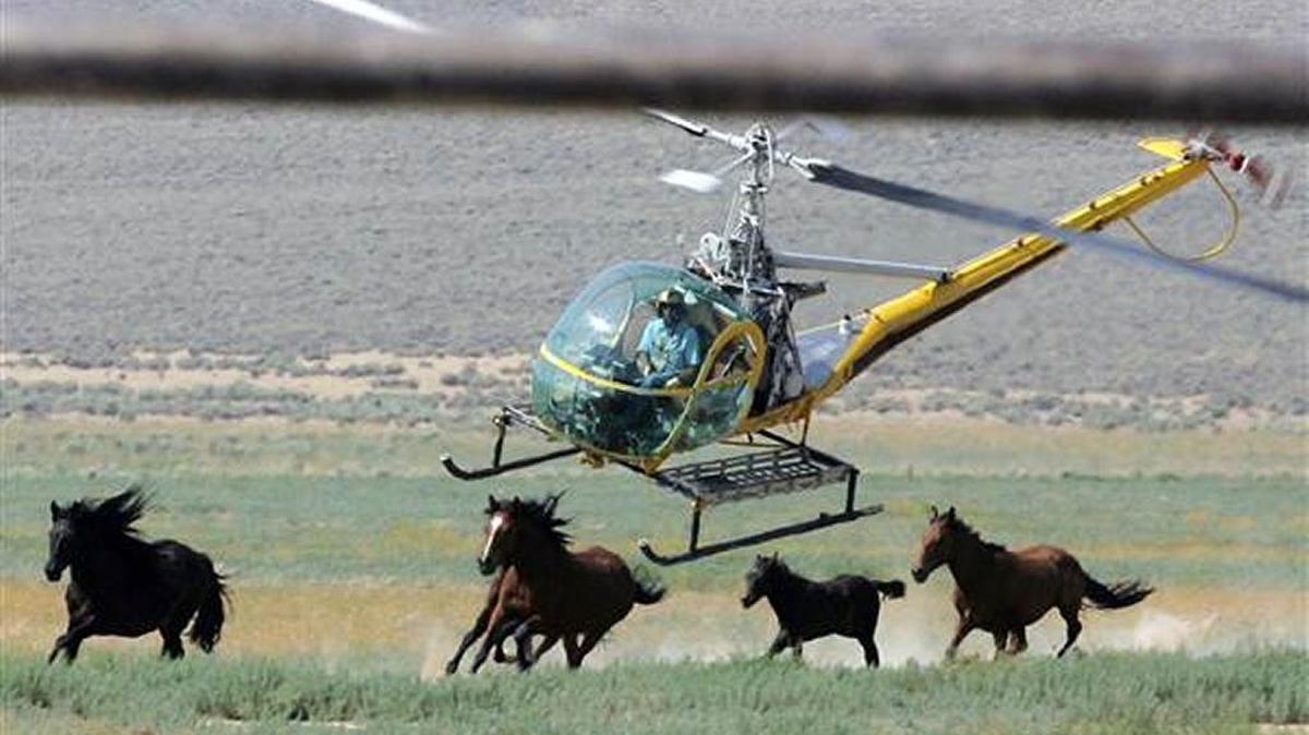 A helicopter pilot rounds up wild horses in Washoe County, Nevada on July 13, 2008.