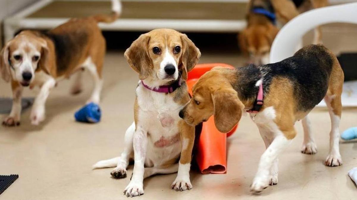 These beagles are among the animals used for testing at the University of Kentucky.