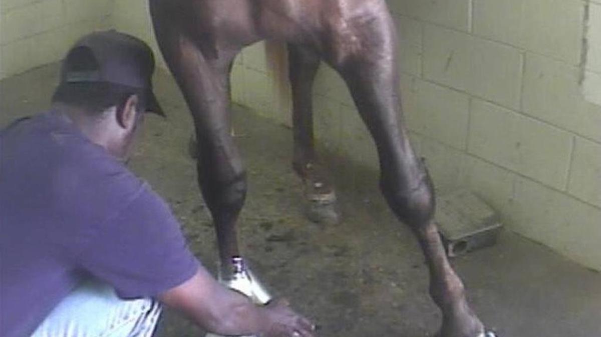 Undercover video footage released in 2012 documented cruel treatment of horses in the Tennessee walking horse industry. It showed the use of painful chemicals on horses’ front legs to force them to perform an artificially high-stepping gait for show competitions. This practice, known as “soring,” has been illegal for more than 40 years under the federal Horse Protection Act but enforcement is spotty.