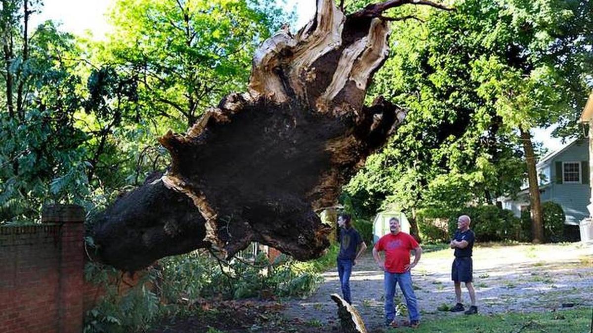 Caleb May, left, Anthony May and Paul Key, looked over a tree in Anthony May’s yard that was blown over by strong winds that hit Versailles in July.
