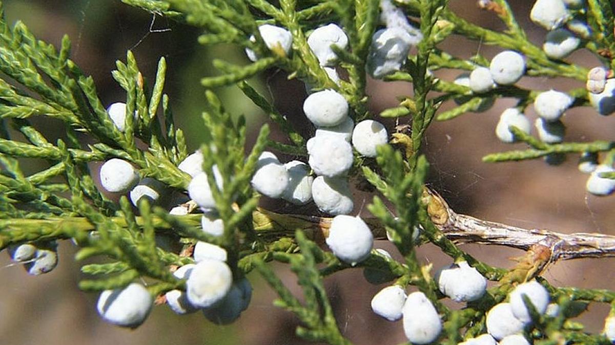 We call it a cedar but this beloved Kentucky evergreen is officially a member of the juniper family.