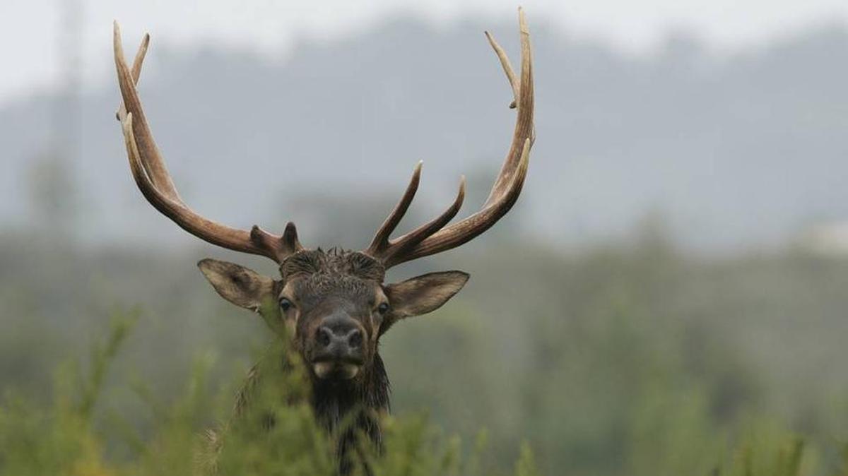 Elk-watching is expected to be a key attraction at a planned wildlife center in Bell County by the Appalachian Wildlife Foundation.