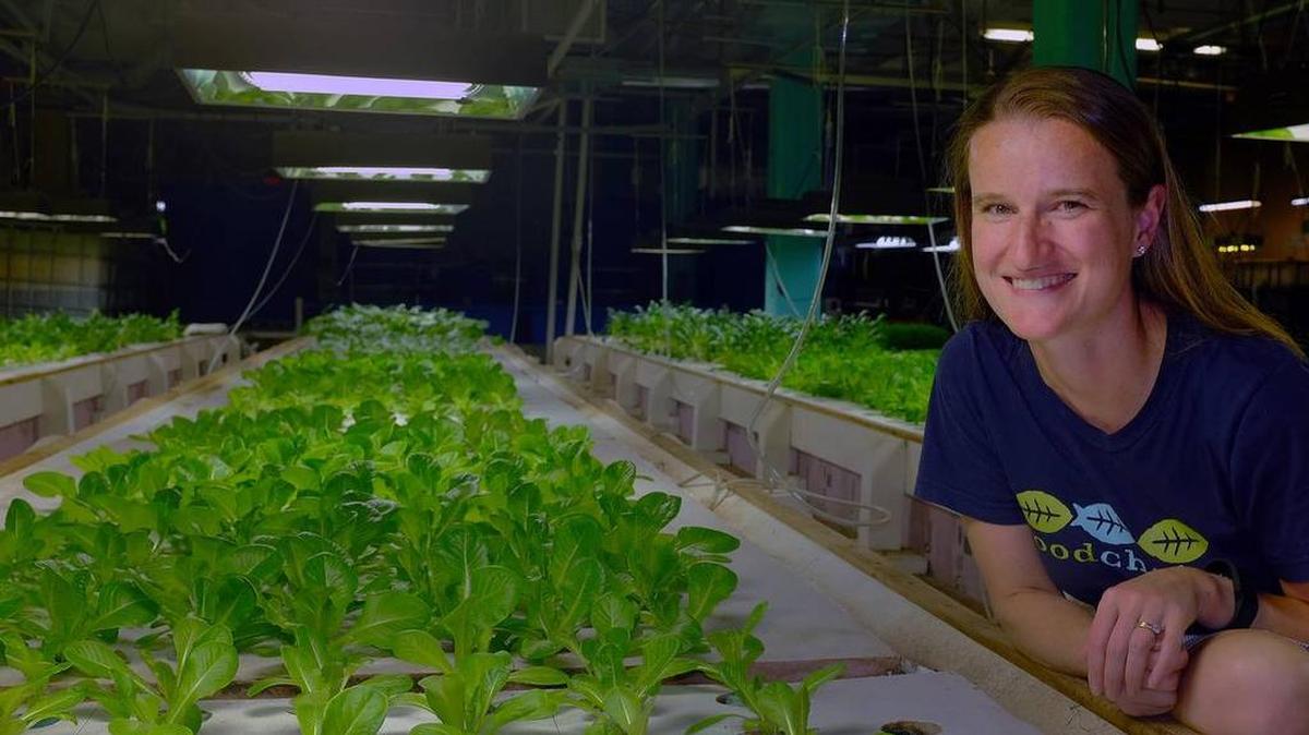 Rebecca Self of FoodChain, an urban agriculture nonprofit, posed in 2015 with greens being grown along with tilapia fish in an aquaponics system. The greens and fish are sold to restaurants.