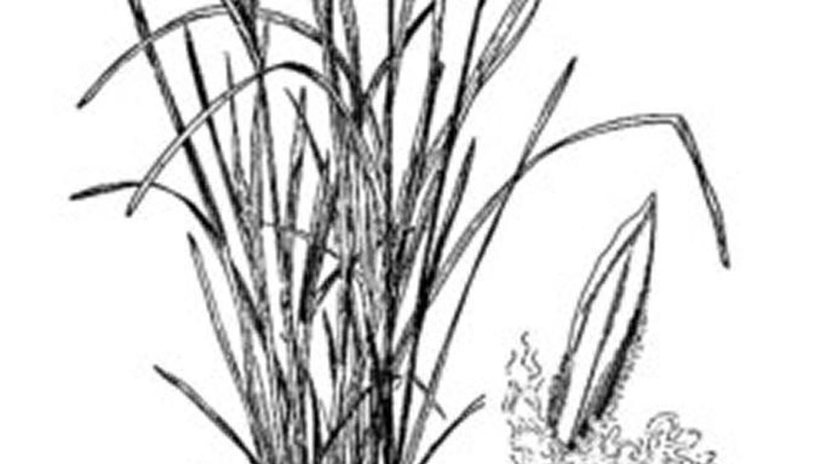 Kentucky Bluegrass (Poa pratensis)