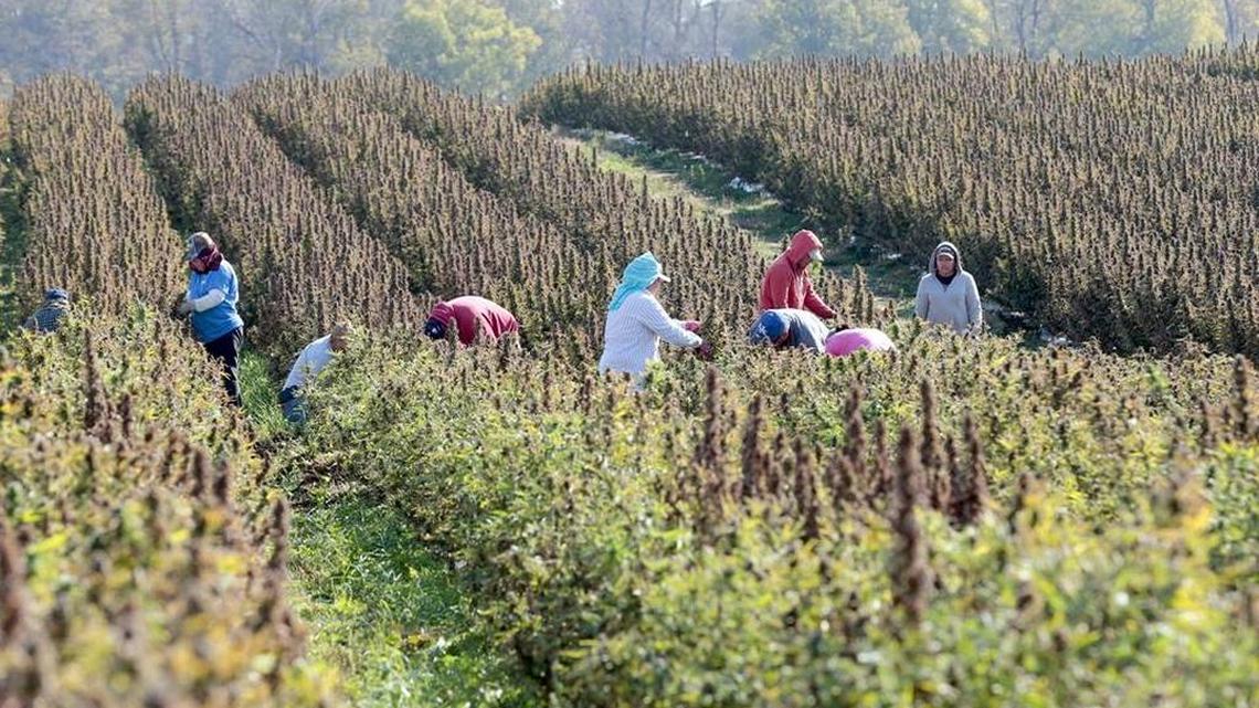 Workers harvested 27 acres of hemp, to be used in nutritional supplements, on Andy Graves’ farm near Winchester in October.