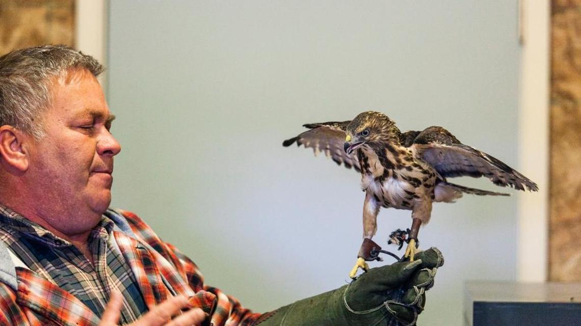 Mitch Whitaker is a master falconer who runs the raptor rehabilitation program for the University of Kentucky Cooperative Extension Office in Letcher County.