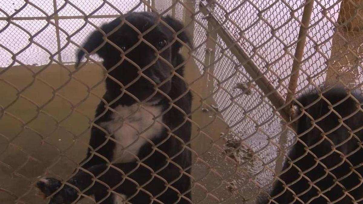 Dogs at the Marion County Animal Shelter