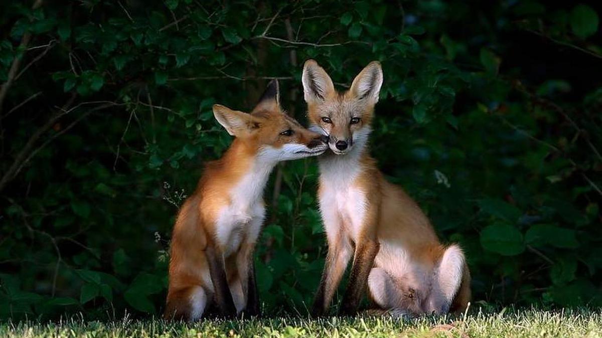 A pair of Kentucky foxes but not the ones that Larry Webster has in mind.