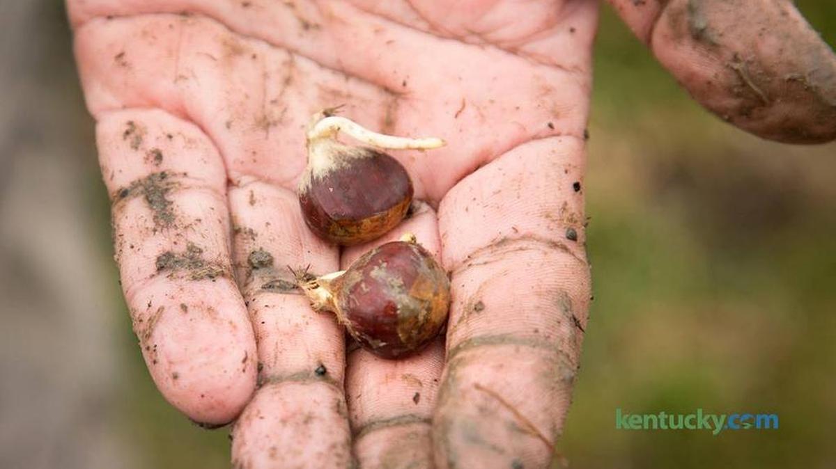 Two sprouting chestnuts held by Chris Barton, a University of Kentucky professor and president of Green Forests Work, in March 2014. He was at a surface coal mine site in Pikeville, where agriculture students helped plant 1,500 trees. Twelve native hardwood species were planted by the volunteers in a 30-acre tract.