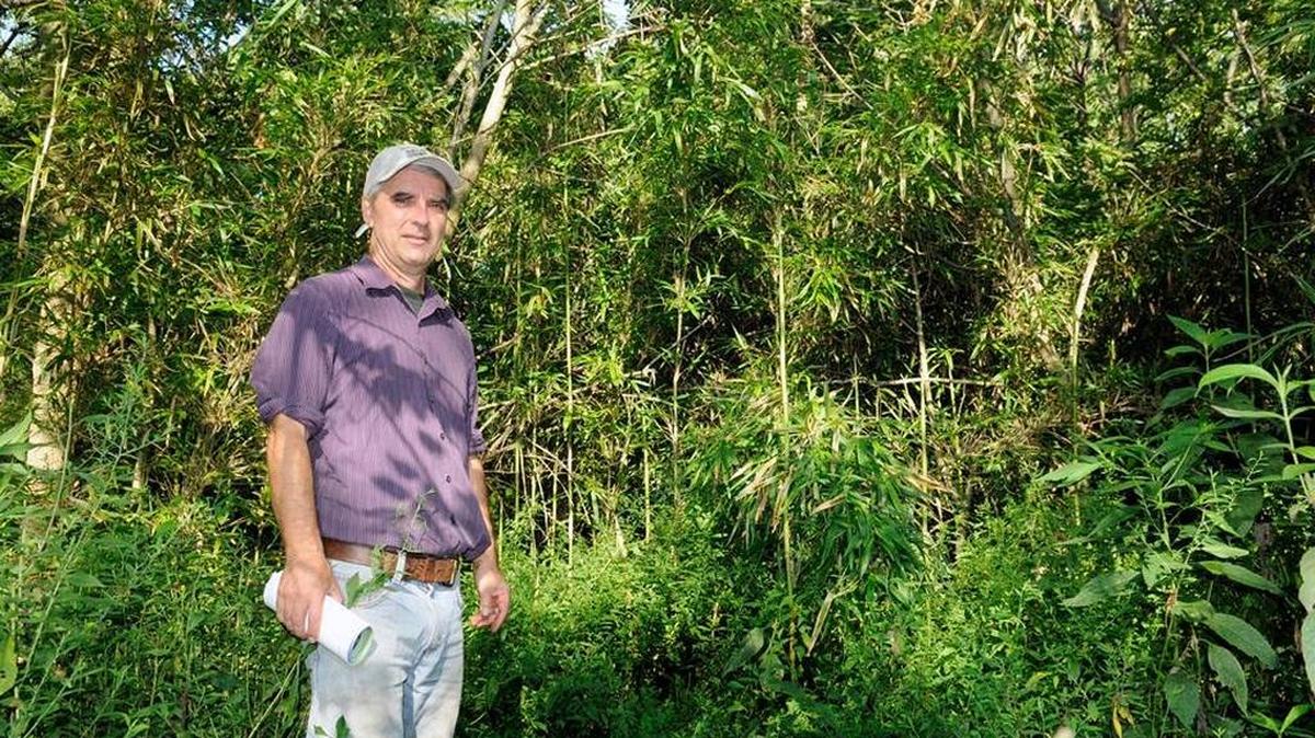 Conservationist Julian Campbell helped replant this stand of native cane along Cane Run Creek in northern Fayette County.
