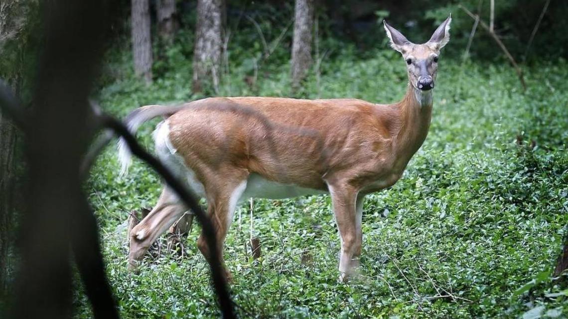 White-tailed deer in Eastern Kentucky