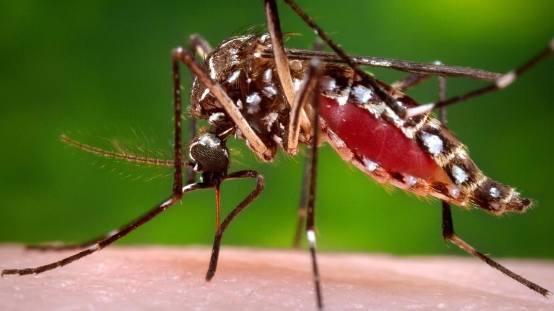 Photo provided by the Centers for Disease Control and Prevention shows a female Aedes aegypti mosquito, behind the outbreaks of Zika virus, in the process of acquiring a blood meal from a human host. This type of mosquito is rare in Kentucky.