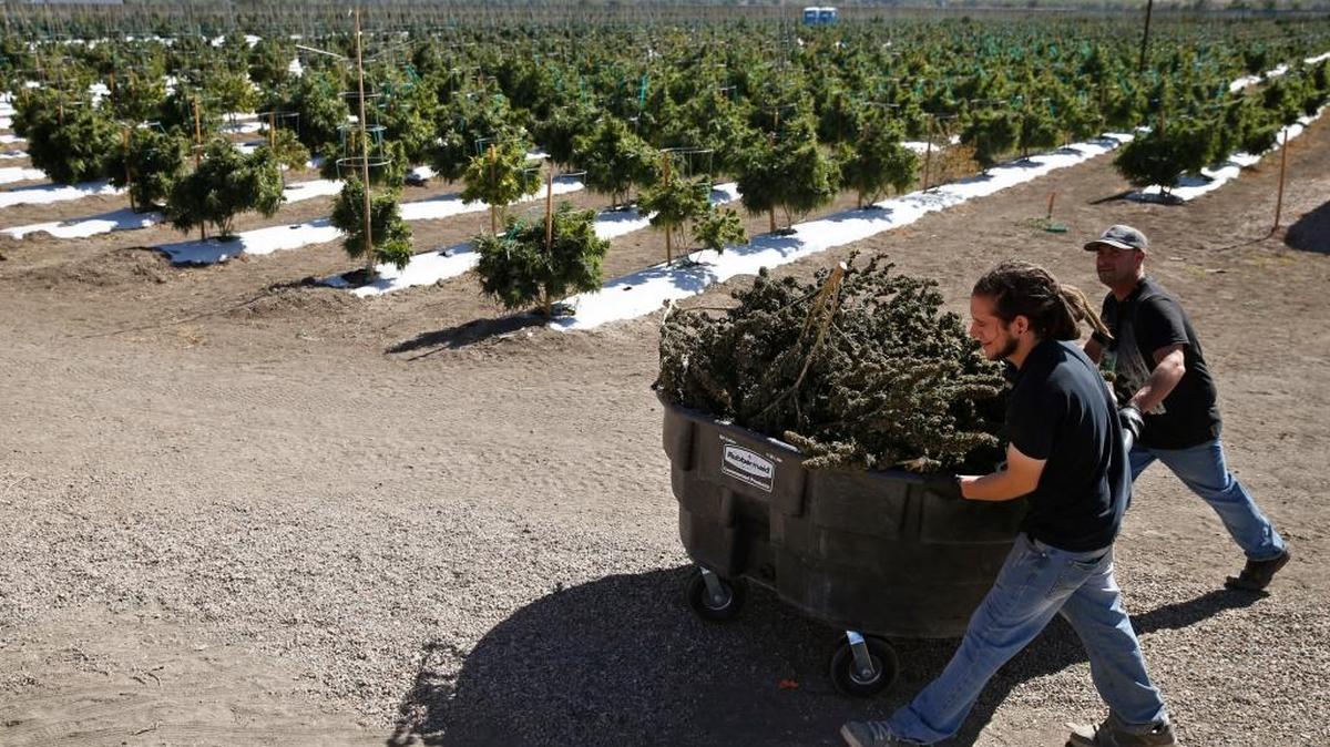 In October, farmworkers transported harvested marijuana plants at Los Suenos Farms, America’s largest legal open-air marijuana farm, in southern Colorado.
