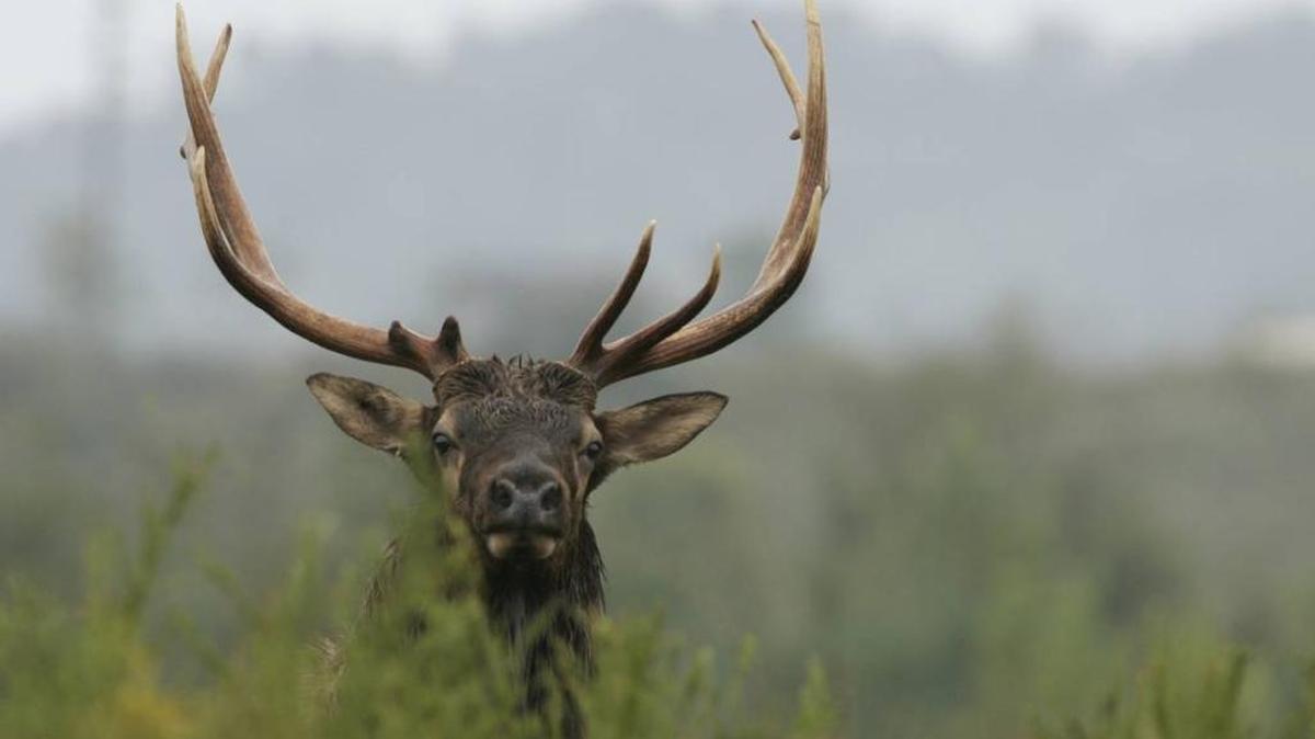 Elk-watching is expected to be a key attraction at a planned wildlife center in Bell County.