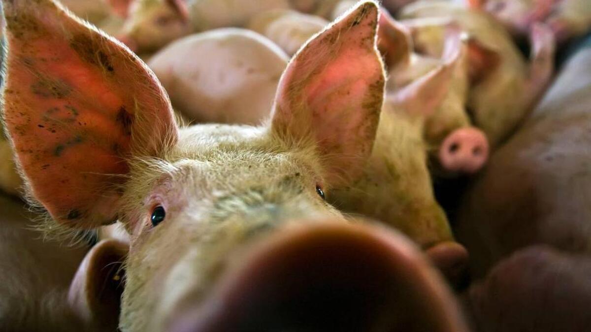 Curious hogs crowd a photographer on a Nebraska hog farm.