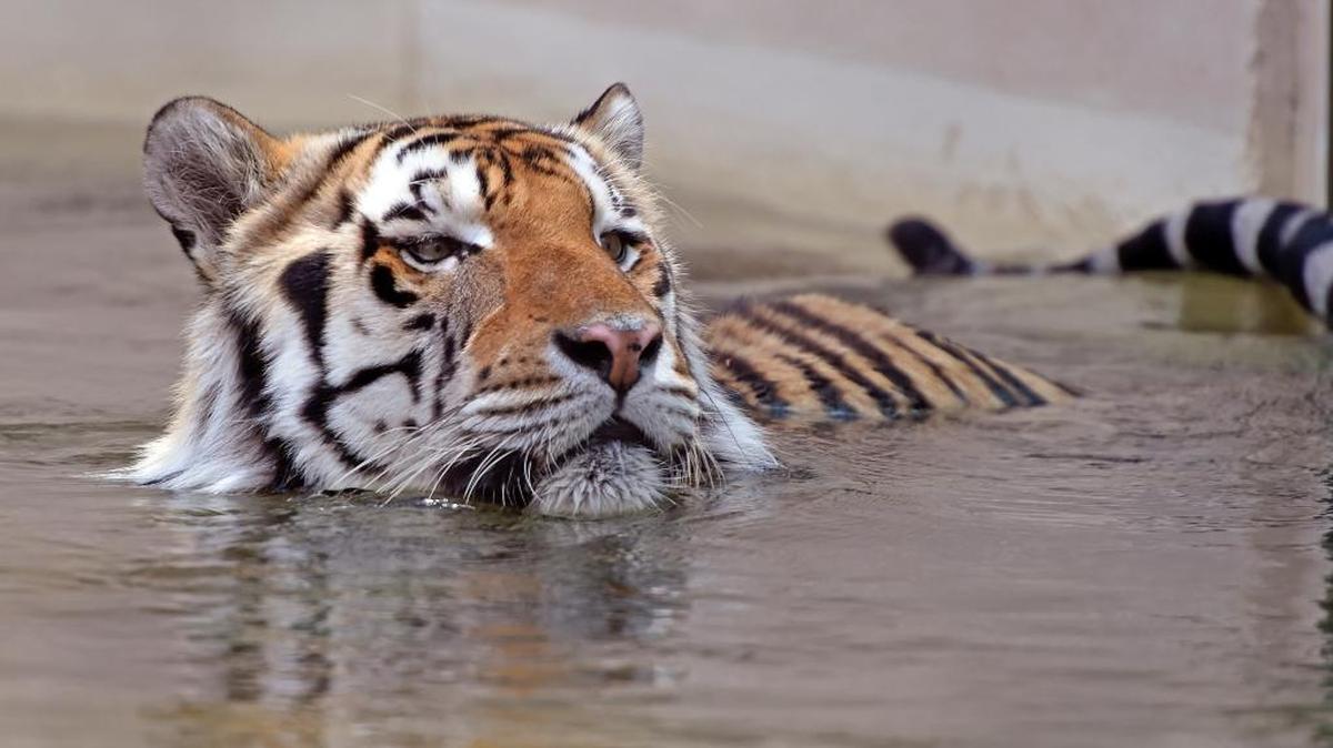 Louisiana State University's live tiger mascot, Mike VI, soaks himself in his pool at the school in Baton Rouge, La., Monday, May 23, 2016. Mike, the sixth live tiger to serve as the school's mascot, has been diagnosed with a rare and inoperable form of cancer.