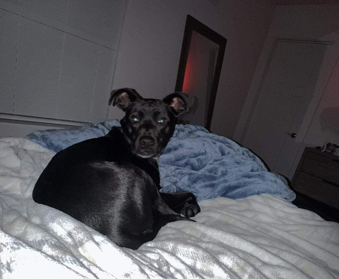 Ace, a shepherd/lab mix who turns 2 years old in July, was adopted by Kentucky basketball player Otega Oweh as a puppy.