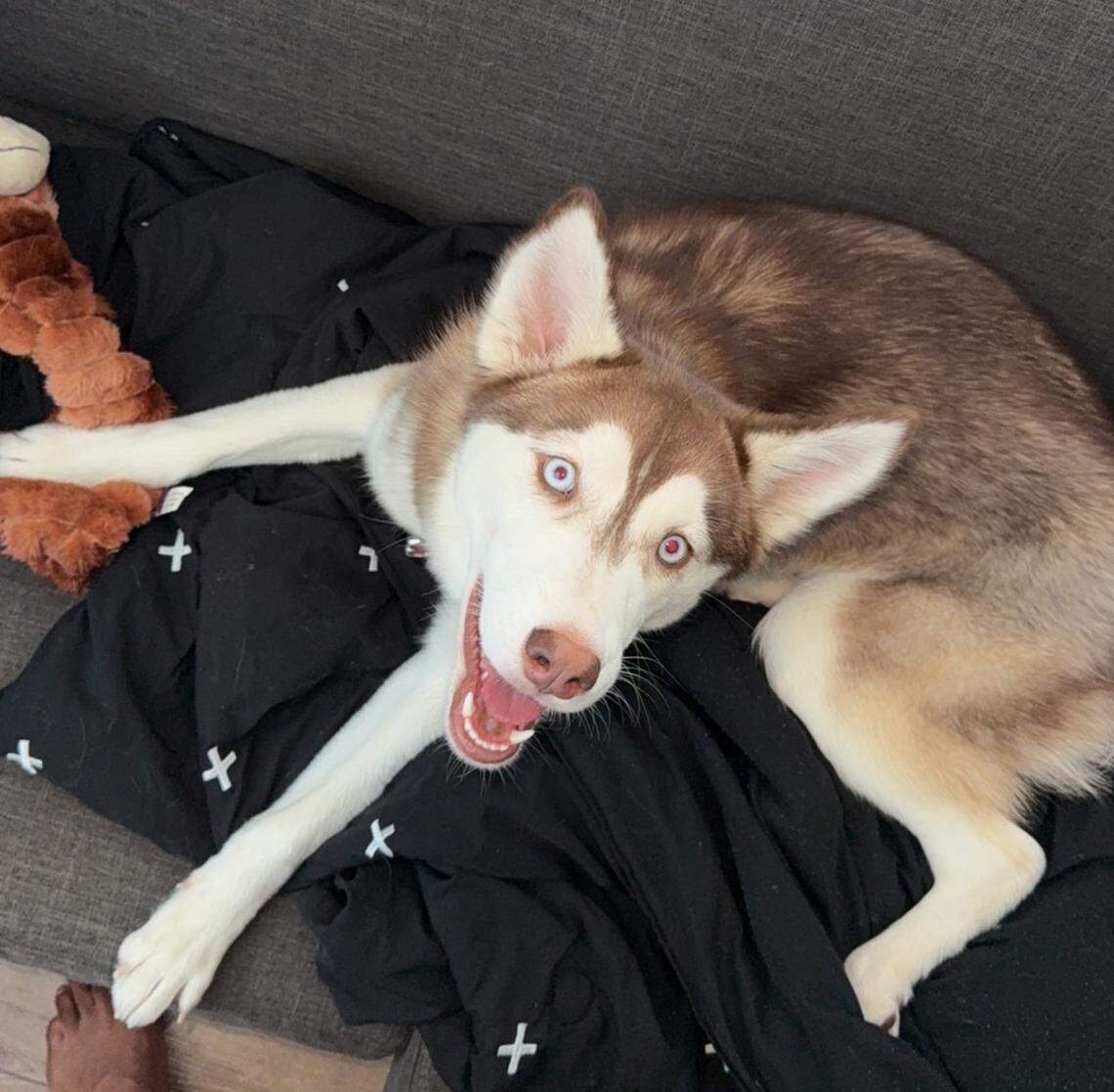 Brandon Garrison’s dog, Nova, enjoys walks and going to the dog park with the UK basketball player.