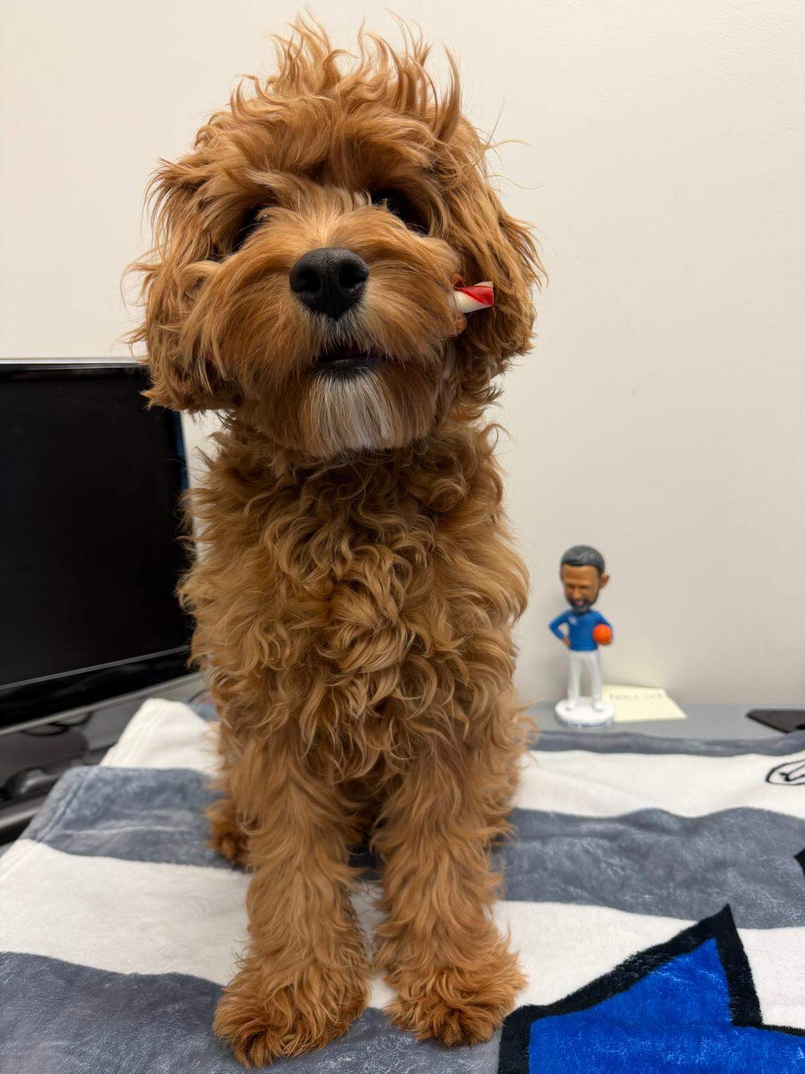 Denzel Aberdeen has a Cavapoo named Deuce, who he got right before the 2025-26 season began.