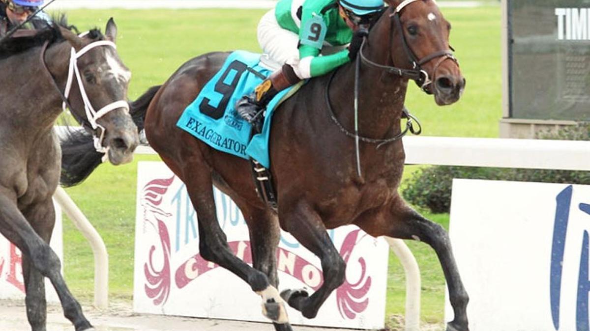 Exaggerator won the $1 million Delta Downs Jackpot last November.
