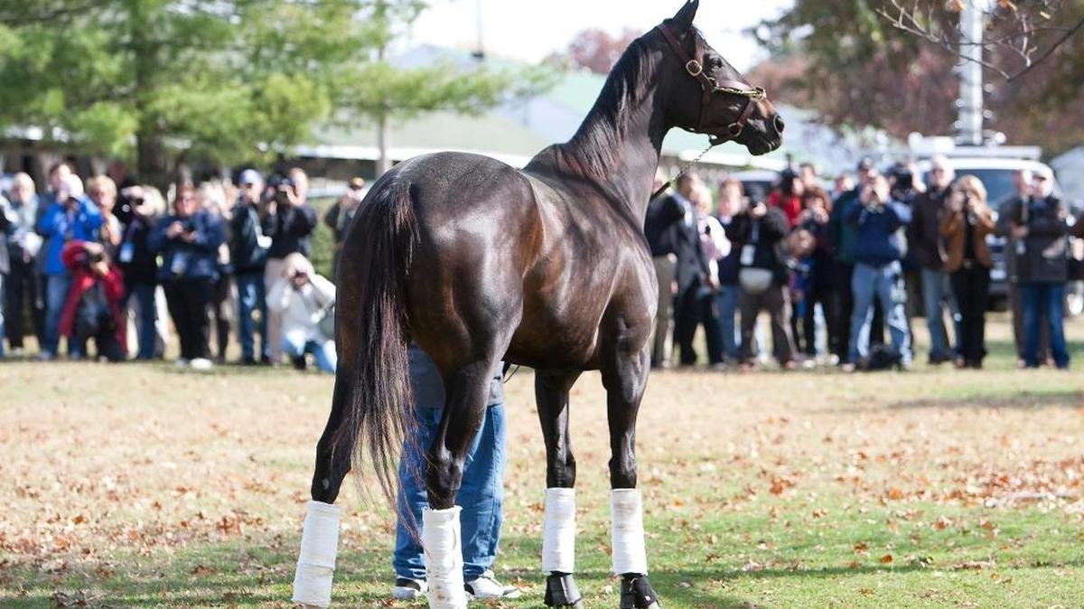 Champion Zenyatta is surrounded by fans and media upon her arrival at Churchill Downs for the 2010 Breeders’ cup World Championships.