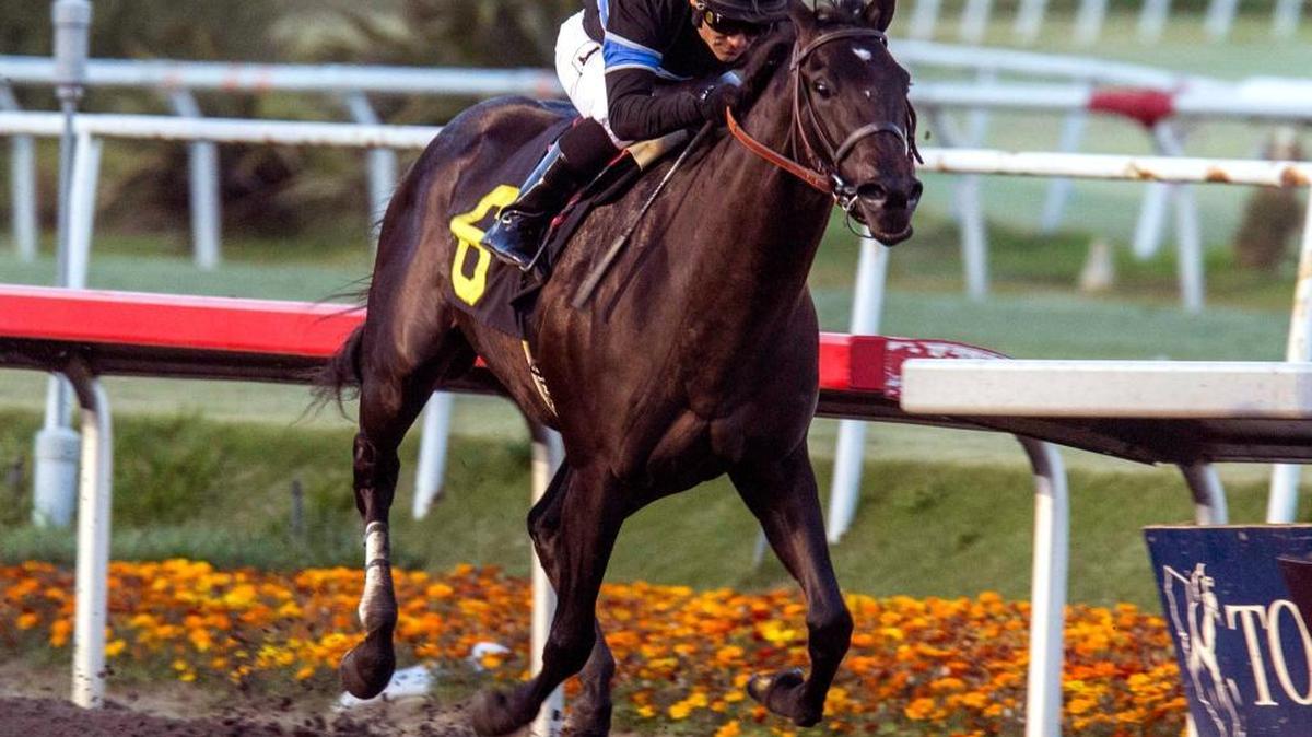 Shared Belief, ridden by jockey Corey Nakatani, won the CashCall Futurity at Hollywood Park in 2013.