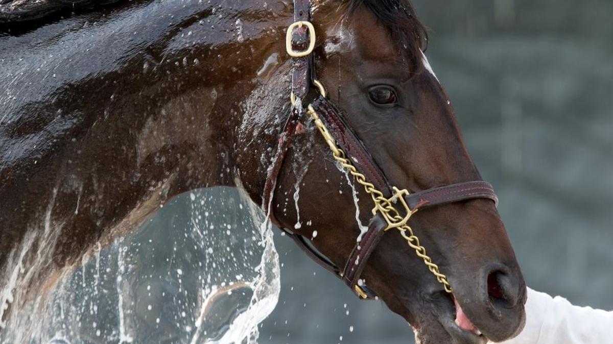 Derby 142 hopeful Mor Spirit was bathed after training, Monday, May 02, 2016 at Churchill Downs in Louisville.