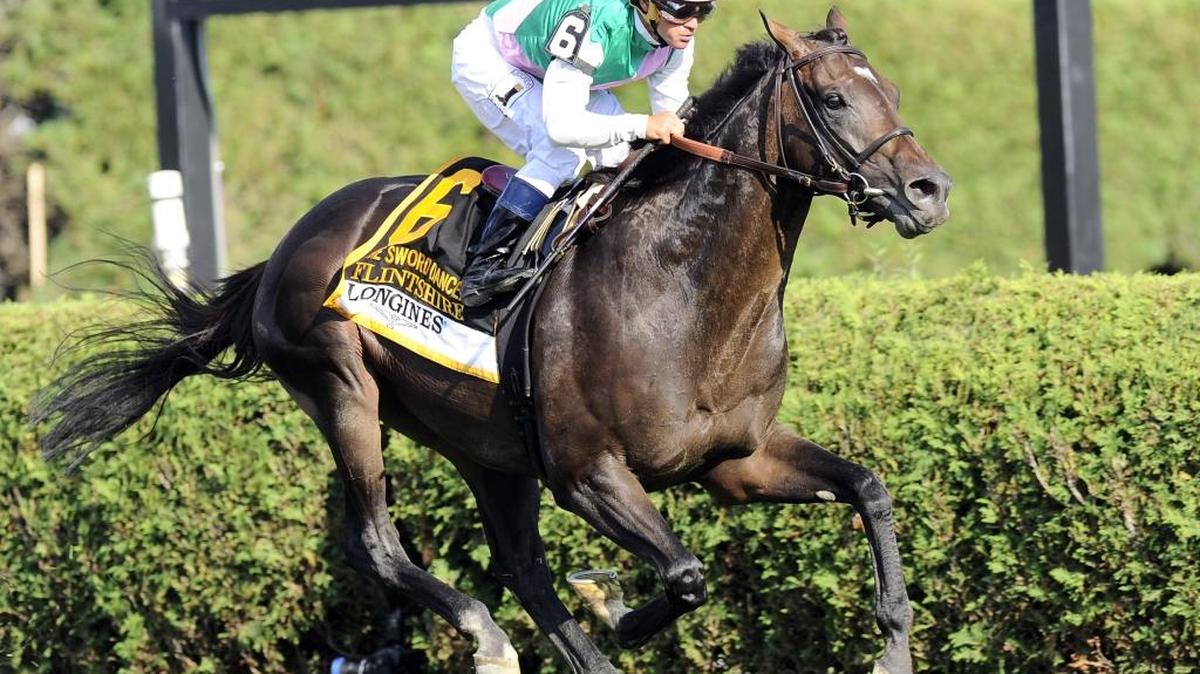 Flintshire with Javier Castellano up, wins the Grade I Sword Dancer Stakes Saratoga on Aug. 27. Flintshire, who is undefeated in three starts in 2016, is the heavy favorite for Saturday’s Grade Joe Hirsch Turf Classic at Belmont.