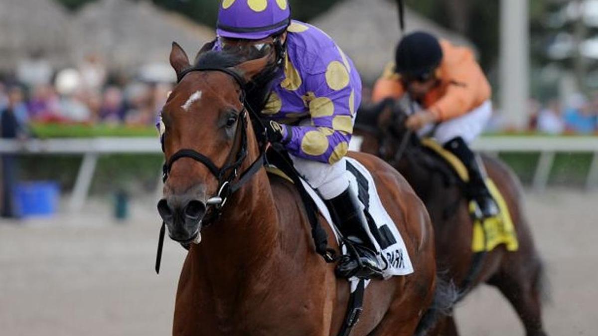 Awesome Banner won the Hutcheson at Gulfstream Park in his stakes racing debut last month.
