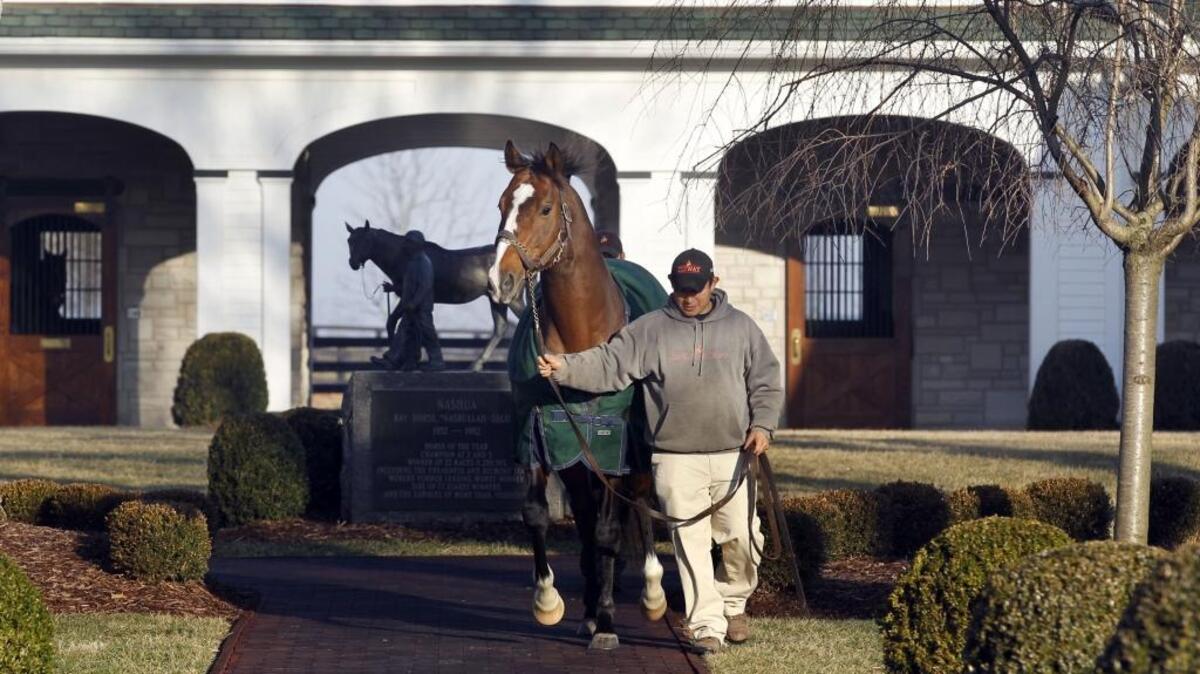 Edgar Hernandez led Into Mischief to his paddock after a breeding session at the Spendthrift Farm stallion complex on February 17, 2012. Spendthrift has partnered with Churchill Downs to create the Spendthrift Stallion Stakes – a new $300,000-guaranteed stakes race to be run this fall for 2-year-olds that are sired exclusively by Spendthrift stallions.