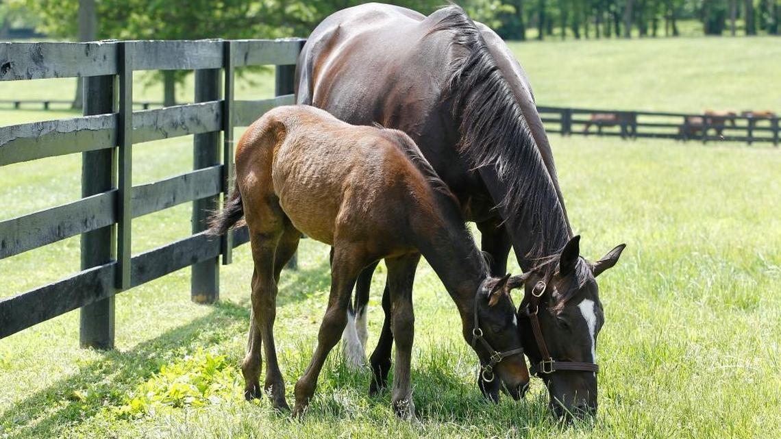 Zenyatta, the 2010 Horse of the Year, was pictured with her colt by Bernadini in a paddock at Lane’s End Farm on May 9, 2012.