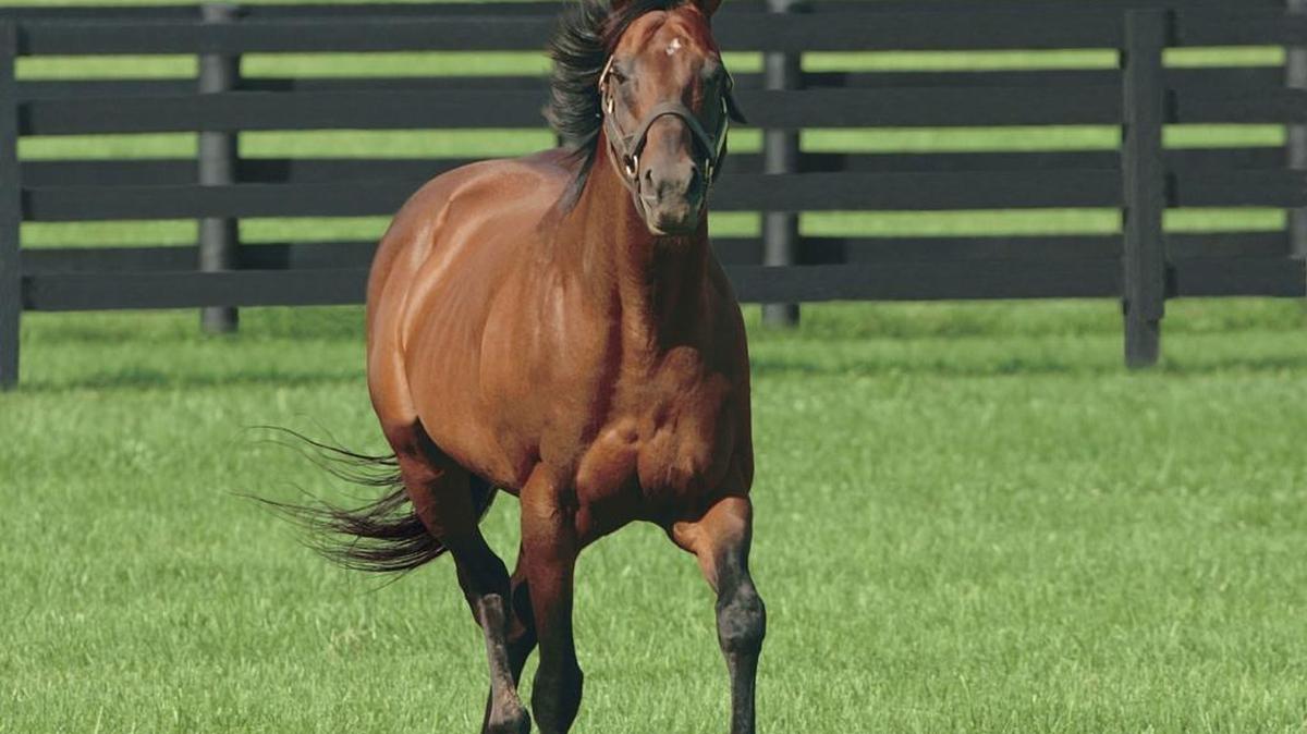 Kingmambo cruised around Lane’s End Farm in 2004. He was retired from stud duty in 2010 and died Wednesday at age 26.