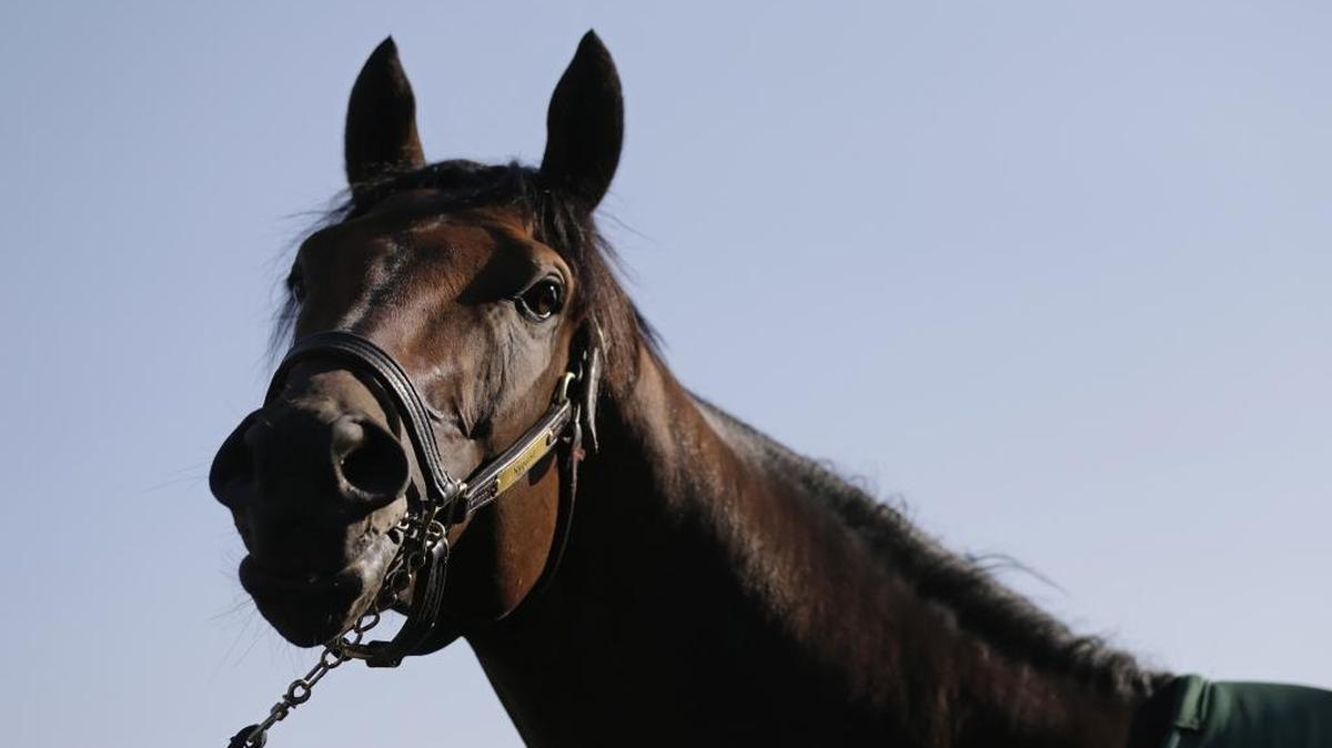 Kentucky Derby winner Nyquist spiked a fever after finishing third in the Preakness Stakes and will not run in next weekend’s Belmont.