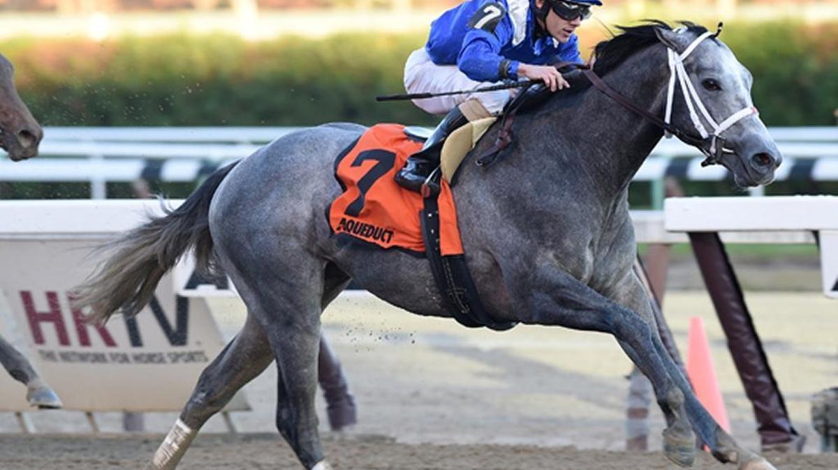 Moyhaymen brings an undefeated record in to Saturday’s Holy Bull Stakes at Gulfstream Park.