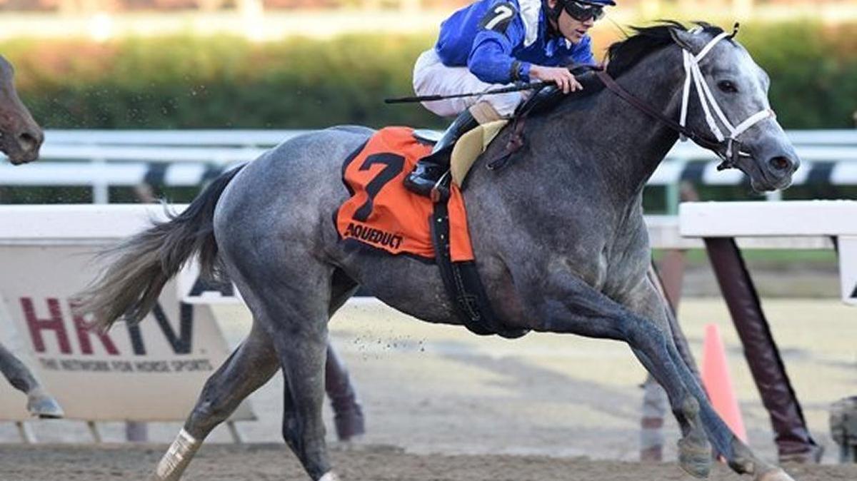Moyhaymen was the $2.2 million co-sale topper of the 2014 Keeneland September Yearling Sale.