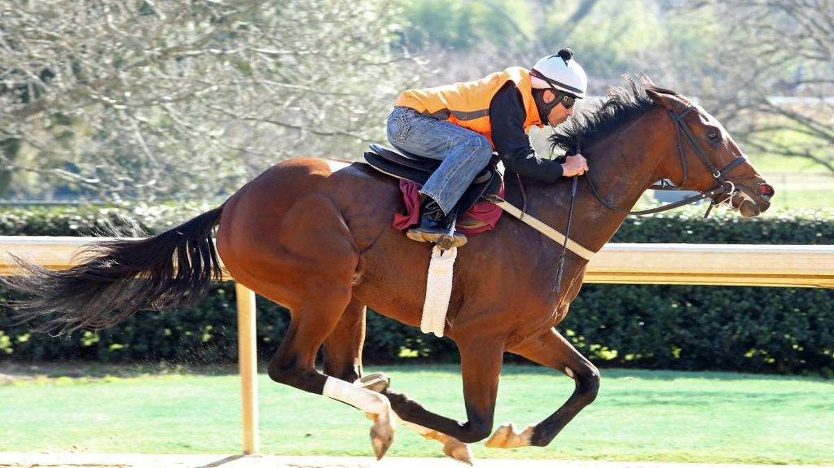 Suddenbreakingnews worked out at Oaklawn Park this week in preparation for Saturday’s Rebel Stakes.