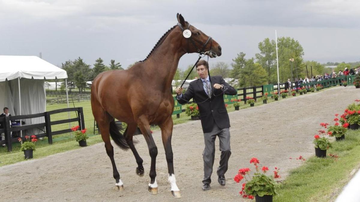 James Alliston tried to control Parker who misbehaved during the horse inspection for the Rolex Kentucky Three-Day Event at the Kentucky Horse Park in Lexington, Ky, on April 27, 2016. The event begins on Thursday with dressage.