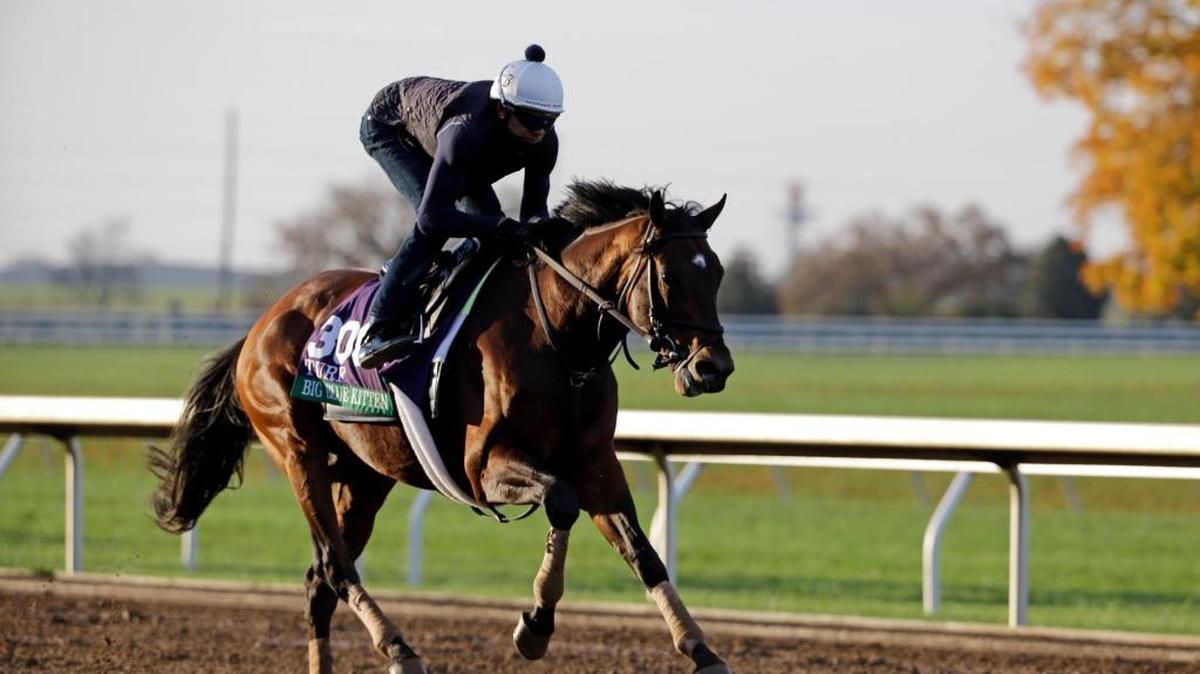 Big Blue Kitten worked out ahead of the Breeders’ Cup at Keeneland on Oct. 29, 2015, in Lexington.
